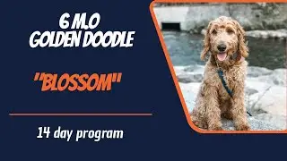 🐶Reno Area Dog Trainers / Best Dog Trainers In Reno 🦮