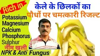 केले के छिलके का लिक्विड खाद । kele ke chilke se khad kaise banaen | kele ke chilke ka fertilizer