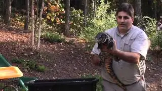 Animals For Kids Parties | Reptile Party in Atlanta