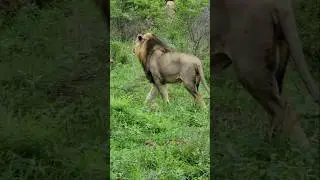 Male Lion Catches Scent of Next Meal. #southafrica #krugernationalpark #lion #simba #wildlife