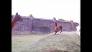bamby