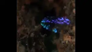 Tiny ocean creatures known as sea sapphires