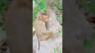 Riky Ankor monkey #shorts