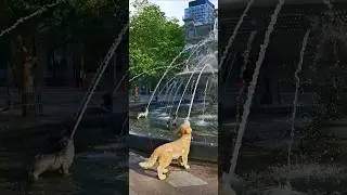 Toronto's Famous Dog Fountain #shorts The Dog Fountain a Canadian tribute to the dogs of Toronto