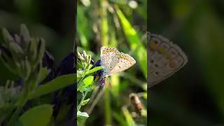 Trying out my new TTArtisan 40mm F2.8 Macro lens