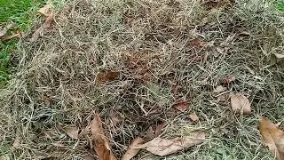 C&oacute;mo hacer heno para nuestros conejos y cuy