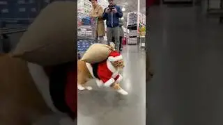 REAL LIFE SANTA CAT?! 🎅 #cat #funny #merrychristmas