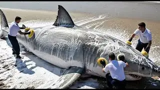 Navy Heroes Rescue a Giant Stranded Shark in a Dramatic Mission