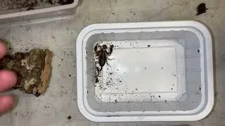 SISTEMIAMO LO SCORPIONE ITALIANO - Tetratrichobothrius flavicaudis