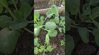 Vegetables, Bananas and Sugar cain farm