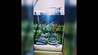 Nano Tank Scape