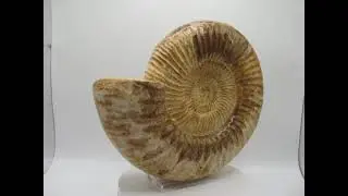 X-Large Perisphinctes Ammonite #23
