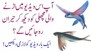 The flying fish!Facts about flying fish/animals tips update