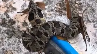 COBRA in Texas Pool? Nope. Eastern Hognose Snake. NOT Venomous!