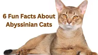 6 Purr-fectly Fun Facts about Abyssinian Cats