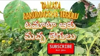 టమాటా ఆకు మచ్చ తెగులు కారణాలు & నివారణ | Bacterial Disease in Tomato Crop