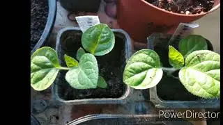 Growing Physalis peruviana from seeds ( Golden berry) - &Phi;&upsilon;&tau;&epsilon;&mu;&alpha; &phi;&upsilon;&sigma;&alpha;&lambda;&iota;&delta;&alpha;&sigmaf; &alpha;&pi;&omicron; &sigma;&pi;&omicron;&rho;&omicron;.