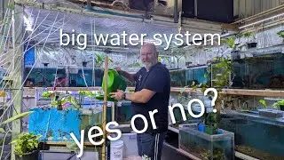 Goldfish breeding system having it all linked together or doing it in single tubs which is best