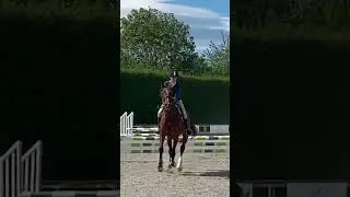 Biggest horse in the class AND the only Standardbred!