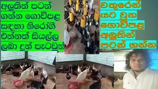 අලුතින් කුකුළු ගොවිපළ පටන් ගන්න නිරෝගී සතුන් ගන්න.