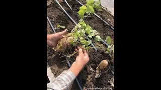 Sweet Potato Harvest in Zone 5b: Everyone Can Grow a Garden (2022) #40