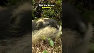 3 Arctic Animals With Mind-Blowing Survival Hacks #natureshorts #facts