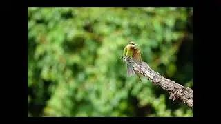 BT bee eater preening