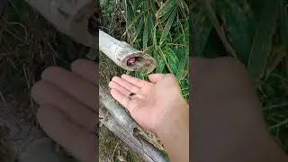 cute, adorable winged animals emerge from bamboo stems #cat #hewanlucu #trending