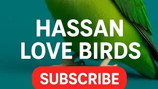 20 Minute Life Update Hassan Love Birds