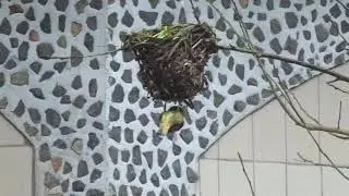 Oiseau tisserand &agrave; Bana, Ouest Cameroun