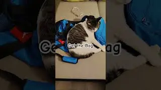 #getthebag #cat #dude #newbags