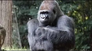 LA VALL&Eacute;E DES SINGES - TRANSFERT DE 9 BONOBOS