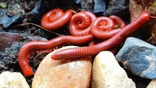 Millipedes , The Unique and Peaceful Wonders of the Wild #Millipedes #UniqueWildlife #PeacefulNature