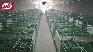 Pig farm equipment farrowing pen design