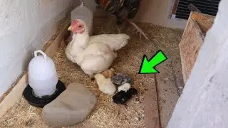 Ko Shamo Civcivlerim Çıktı