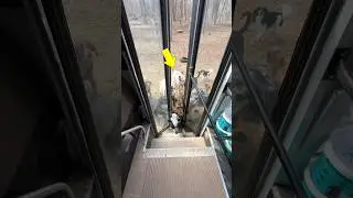 This Owner Planned A Dog Tour They&rsquo;ll Never Forget 🐶😍 #shorts