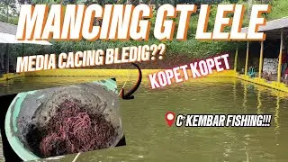 MANCING GT LELE MEDIA CACING BLEDIG?? DI EMPANG PEMBUKAAN C&rsquo;KEMBAR FISHING!!!