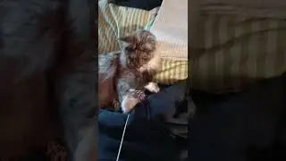 Cat Vs ball