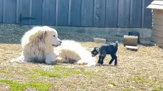 Adventures of a baby Pygmy goat running, jumping, and playing!