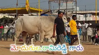 చిలకలూరిపేట న్యూ కేటగిరి 19వ మోదుగుల. రామిరెడ్డి గారు పెదపరిమి గ్రామం గుంటూరు జిల్లా..