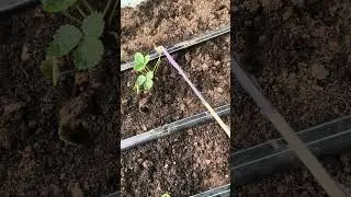Strawberry plantation. Strawberry plant protection terrace farming #rooftop #rooftopgarden #farming