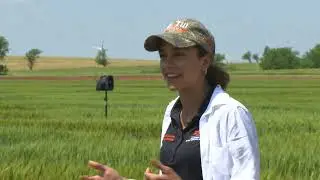 Lahoma Wheat Field Day