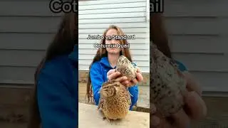 Jumbo vs Standard Coturnix Quail (The little one is feisty) #shorts #viral #quail #homesteading
