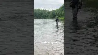 Нахлыст ловля лосося #сахалин #рыбалка #туризм #fishing #рыба #сима