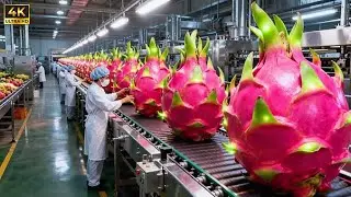 Inside a Modern Dragon Fruit Drying Facility: From Whole Fruits to Pink Dried Chips (Full Process)