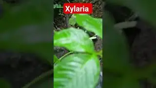 Xylaria&nbsp;i #nature #mushrooms #botany #biology