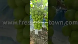 🎥🍇 Shine Muscat (Sunshine Rose) Harvest in Shaanxi, China! 🍇🎥