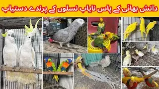 Multan Birds Market Rashadabad Madni Birds Shop Latest Update 29 August 2025 