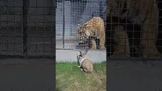 Bengal Tiger Wants to Eat Little Rabbit  | Nouman Hassan Tiger |