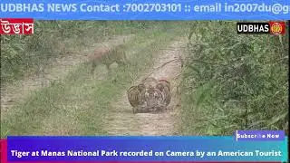 Tiger at Manas National Park recorded by an American Tourist's camera